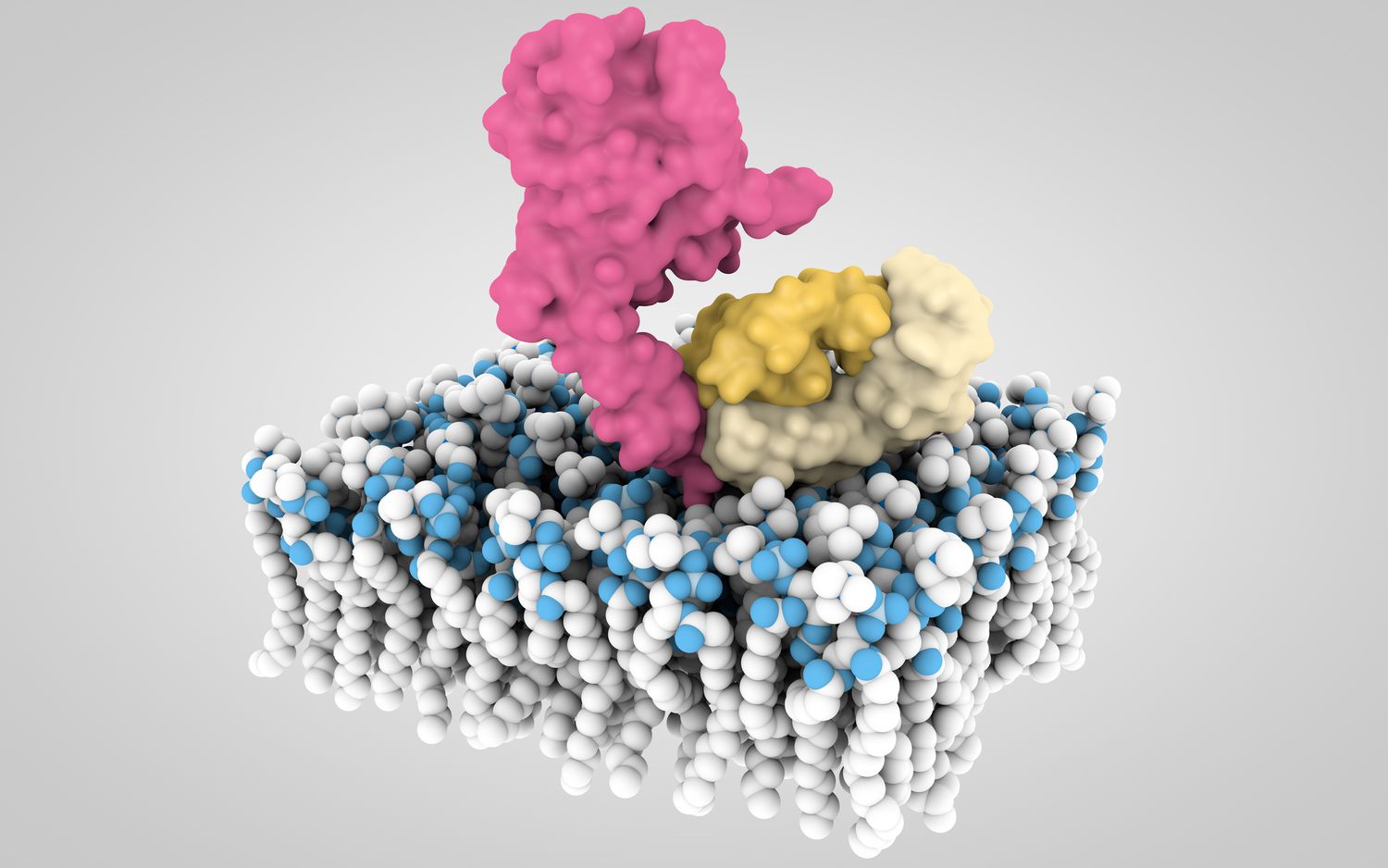 ung-thu-vu-HER2-am-tinh-va-ung-thu-vu-HER2-duong-tinh-1